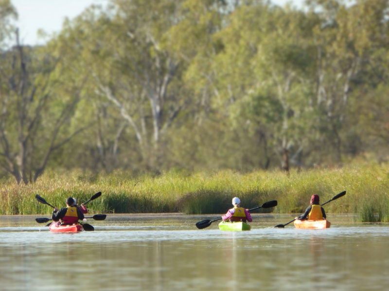Kayakers passing by reeds and redgums on the Murray River