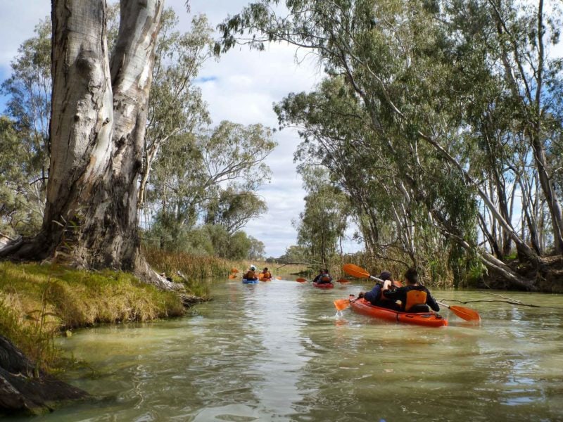 kayakers paddle past large redgum on tree-lined creek