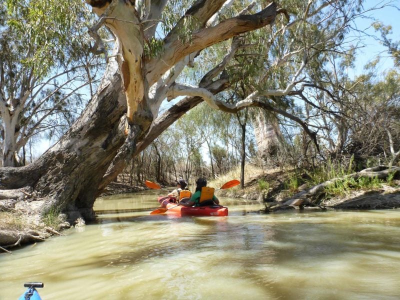 kayakers travel under branch on tree lined narrow Sawmill Sreek