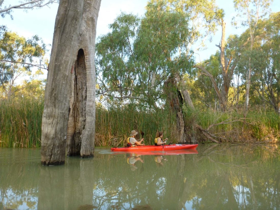 kayakers paddle past canoe tree