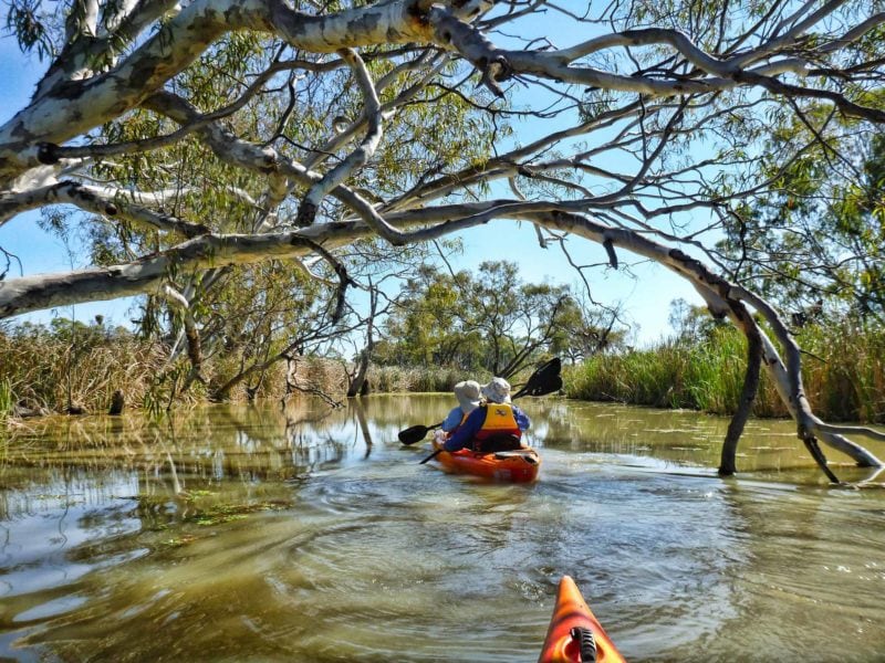 kayaking under a branch arch on creek