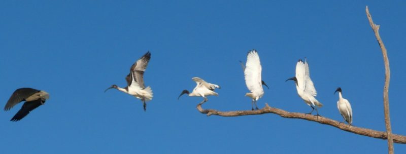 line of ibis in various poses
