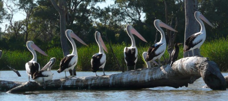 a line up pelicans on a log