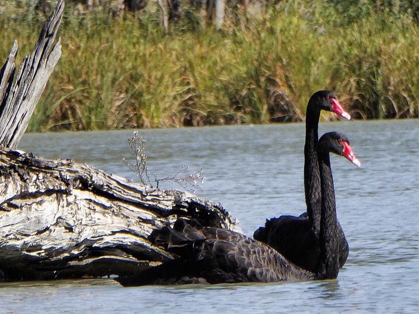 2 black swans