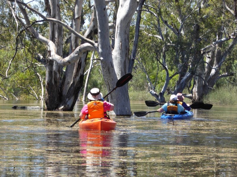3 kayakers paddling amongst the redgum trees on the floodplain, during increased flows.