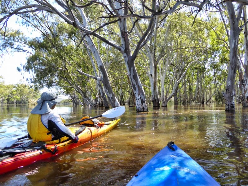 kayaker paddling between Red Gum trees in flooded waters.