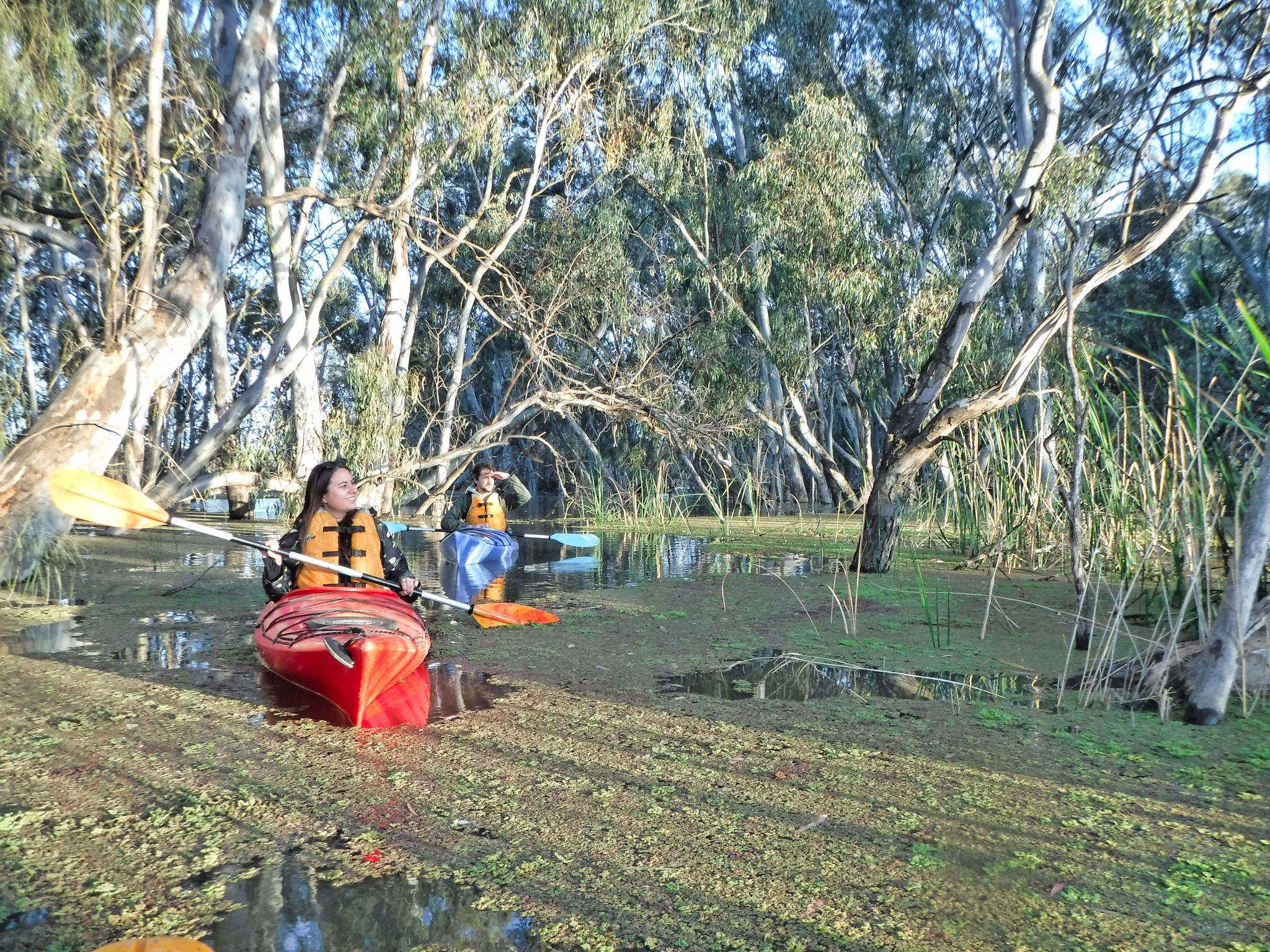 2 kayakers explore over the floodplains, in high water, paddling through Azolla water plants