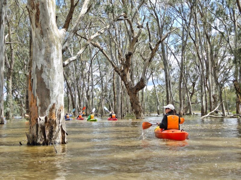 kayakers paddle in flooded waters between redgum trees