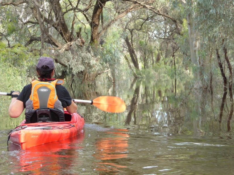 Kayaker on Martin's Bend Walking trail, enjoying the flooded floodplains.