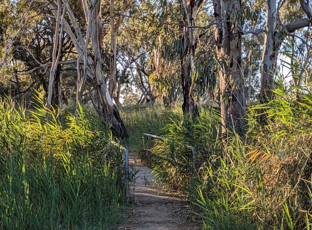 walking trail with bridge through eucalypt forest