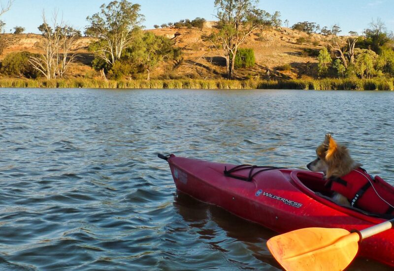 dog kayaking on lake in Riverland ,South Australia.