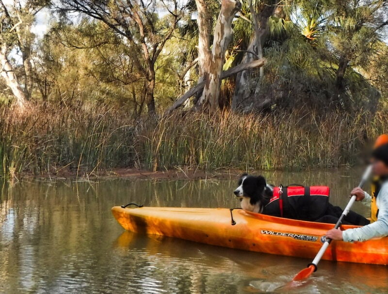 dog in front of single kayak on wooded creek