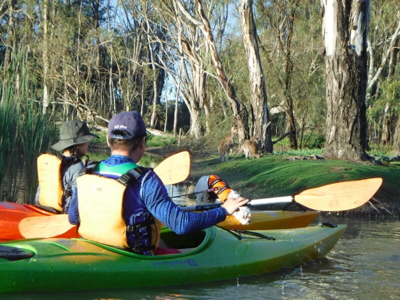 dog and owners in kayaks watching kangaroos nearby on land.