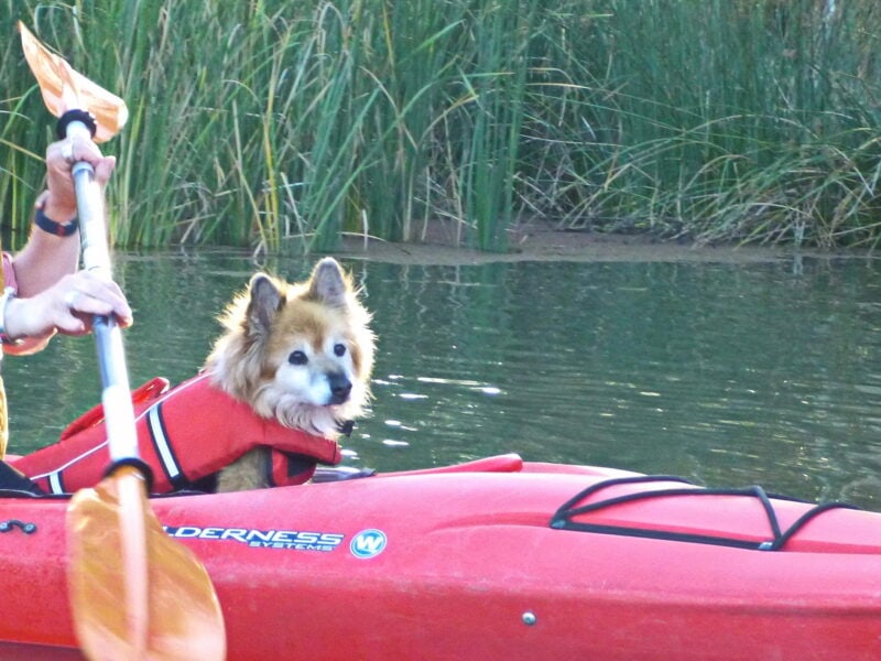 dog in front of kayak with paddle being held behind the dog