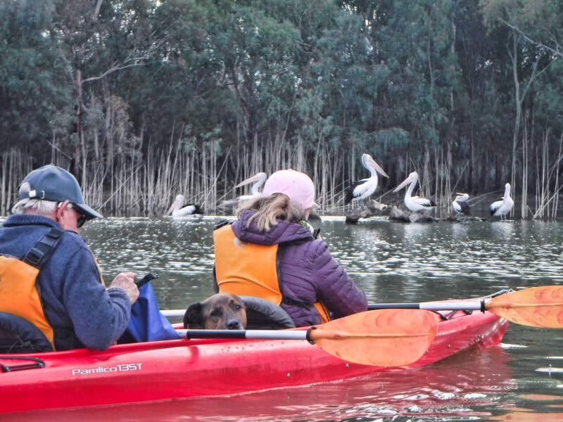 couple and dog in double kayak with pelicans in background
